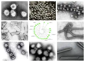 По часовой стрелке сверху слева: ПЭМ птичьего коронавируса, вируса полиомиелита, бактериофага Qβ, эболавируса, вируса табачной мозаики, вируса гриппа А, ротавируса, вирус везикулярного стоматита.
Центр: филогенетическое древо белка общей репликации RdRp.