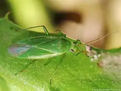 Orthotylus marginalis