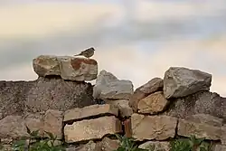 Сейчас разрушаемые постройки используют птицы для устройства гнёзд