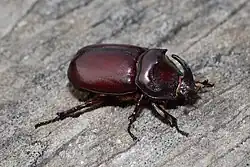 Жук-носорог23 апреля 2015