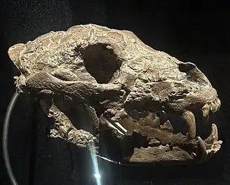 Череп Osbornodon iamonensis