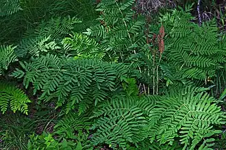 Общий вид растения