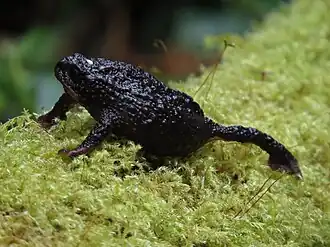 Тучная жаба (Osornophryne percrassa)