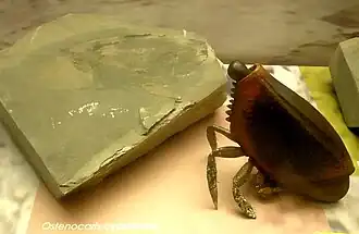 Реконструкция Ostenocaris и его ископаемые остатки