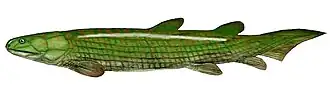 Реконструкция Osteolepis sp.