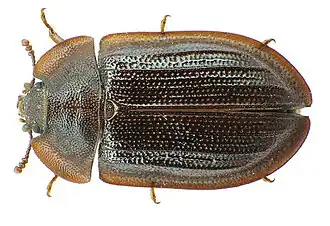 Ostoma ferrugineum
