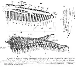 Когти на крыльях
