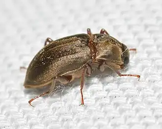 Helichus lithophilus