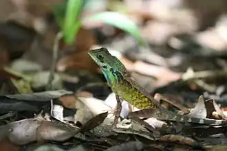 Otocryptis nigristimata