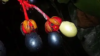 Ouratea gigantophylla