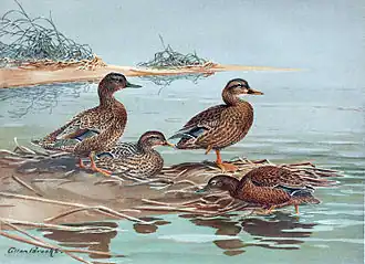 Иллюстрация Алана Брука