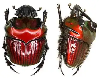 Oxysternon festivum, самец