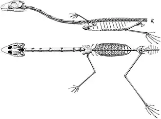 Рисунок реконструкции скелета