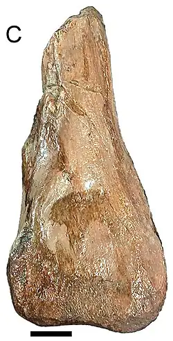 Голотип (нижняя часть большеберцовой кости)