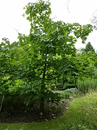 Kalopanax septemlobus