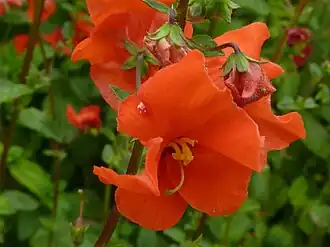 Алонсоа южная