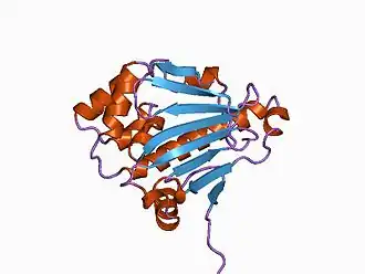 Структура N-концевого домена шаперона дрожжей Hsp90.