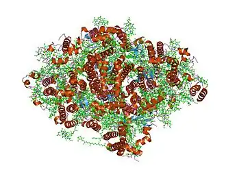 Структура Фотосистемы I из цианобактерии. Показана интегральная часть(ядро) и белки внешней антенны.