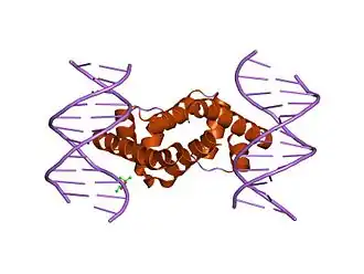 Crystal structure of Escherichia coli sigma70 region 4 bound to its -35 element DNA