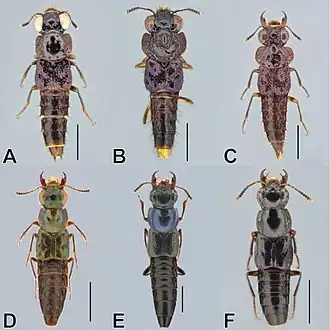 Bolitogyrus divisus (A), Bolitogyrus cornutus (B), Bolitogyrus bufo (C), Bolitogyrus viridescens (D), Bolitogyrus bechyneorum (E) and Bolitogyrus marquezi (F)