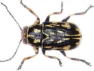 Pachybrachini