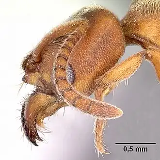 Муравей Parvaponera darwinii (голова сбоку)