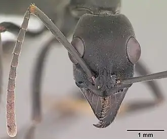 Neoponera verenae