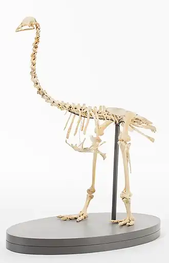 Реконструкция скелета Pachyornis geranoides