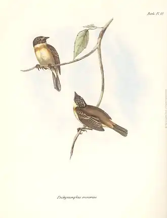 Узкохвостый пестрогорлый тачури