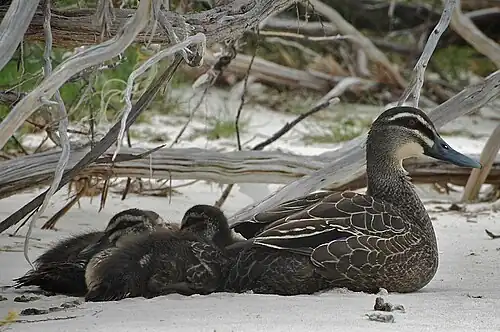 Серая кряква с утятами