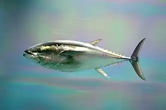 Тихоокеанский голубой тунец (Thunnus orientalis) — один из основных источников ртутьорганических соединений. Мясо тунца, как и многих морских хищных рыб может накапливать большие дозы метилртути (от 1500 до 20 000 мкг/кг)