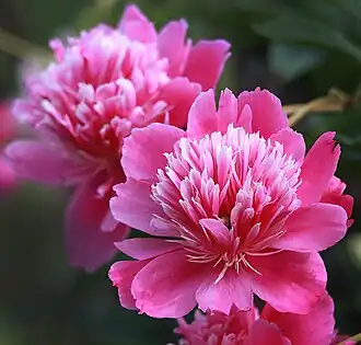 Paeonia lactiflora 'Zi Fu Rong'. Россия. Владимирская область.