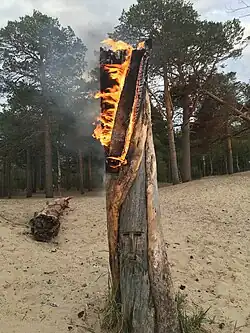 Сожжение сухостоя в сосновом бору