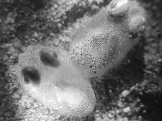 Пара Sepietta obscura отдыхает после спаривания (самка справа)