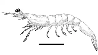 Paleomattea deliciosa