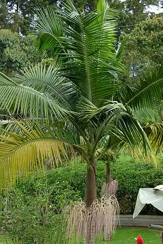 Архонтофеникс Каннингема