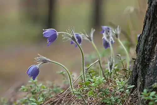 Прострел раскрытыйв заповедние Пыхья-Кырвемаа