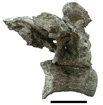 Dorsal vertebra of Paludititan
