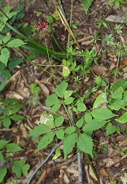 Женьшень японский