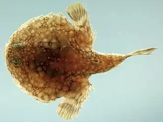 Halieutichthys aculeatus, вид сверху