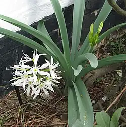 Листья и цветки