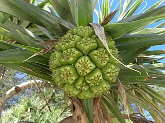 Пандан кровельный