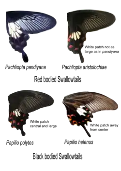 Сходные виды