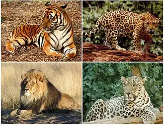 Верхний ряд: тигр, ягуар.
Нижний ряд: лев, леопард.
