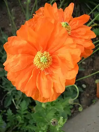 Мак атлантический