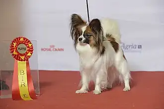 Континентальный той-спаниель