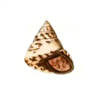 Рисунок раковины Papuexul bidwilli из монографии Ловелла Огастеса Рива (1853)