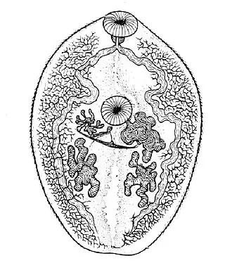 Марита Paragonimus westermanii