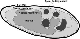 Рисунок, показывающий уникальное строение клетки: клеточная стенка, одна ядерная мембрана и эндосимбионты. Клетка 10 μm в длину.