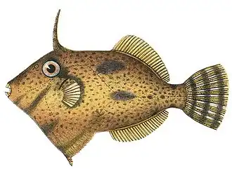 Paramonacanthus cryptodon